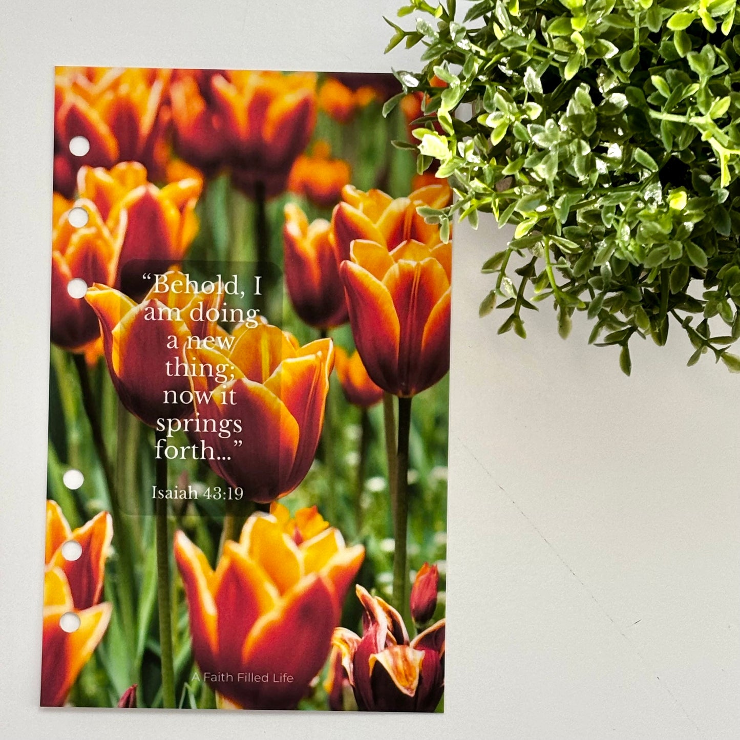 A6 Scripture Dashboards – Rooted Collection